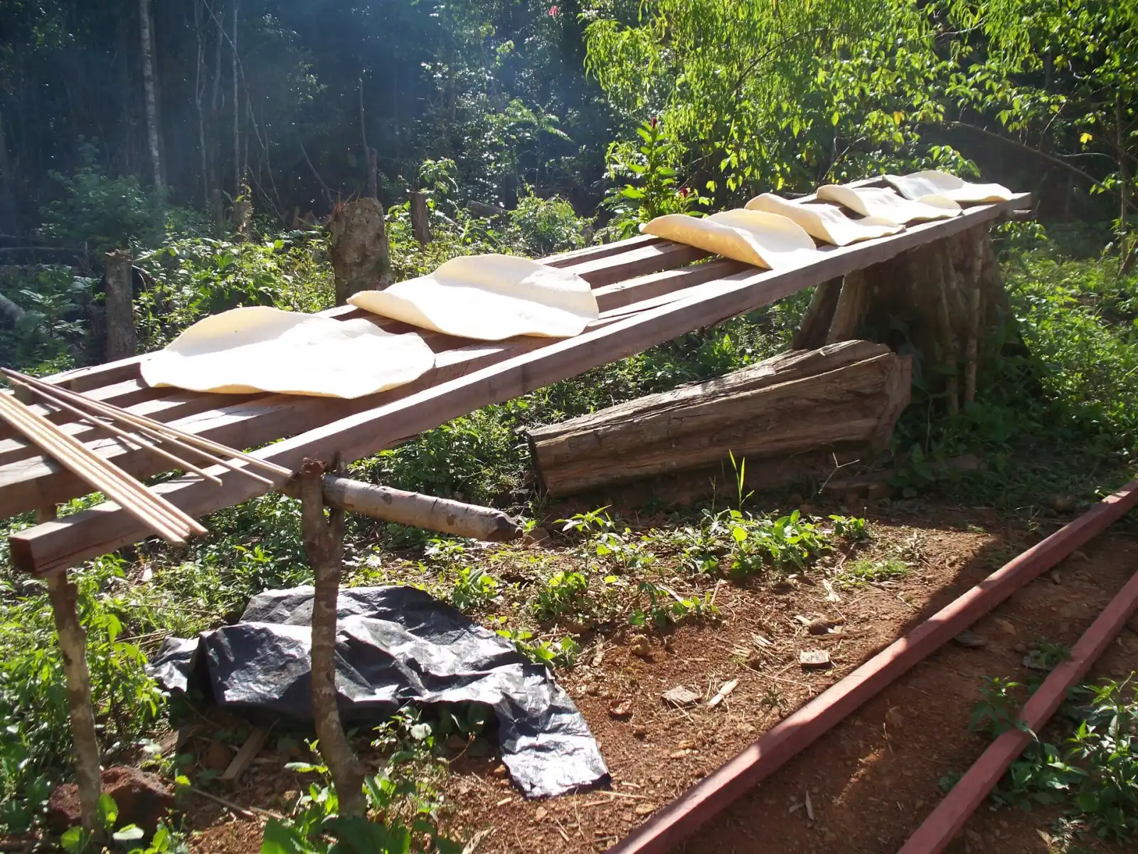 Cassava bread drying