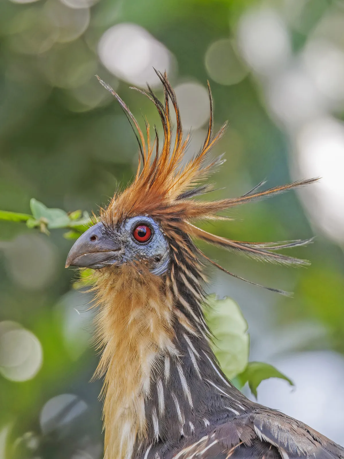 Hoatzin close up