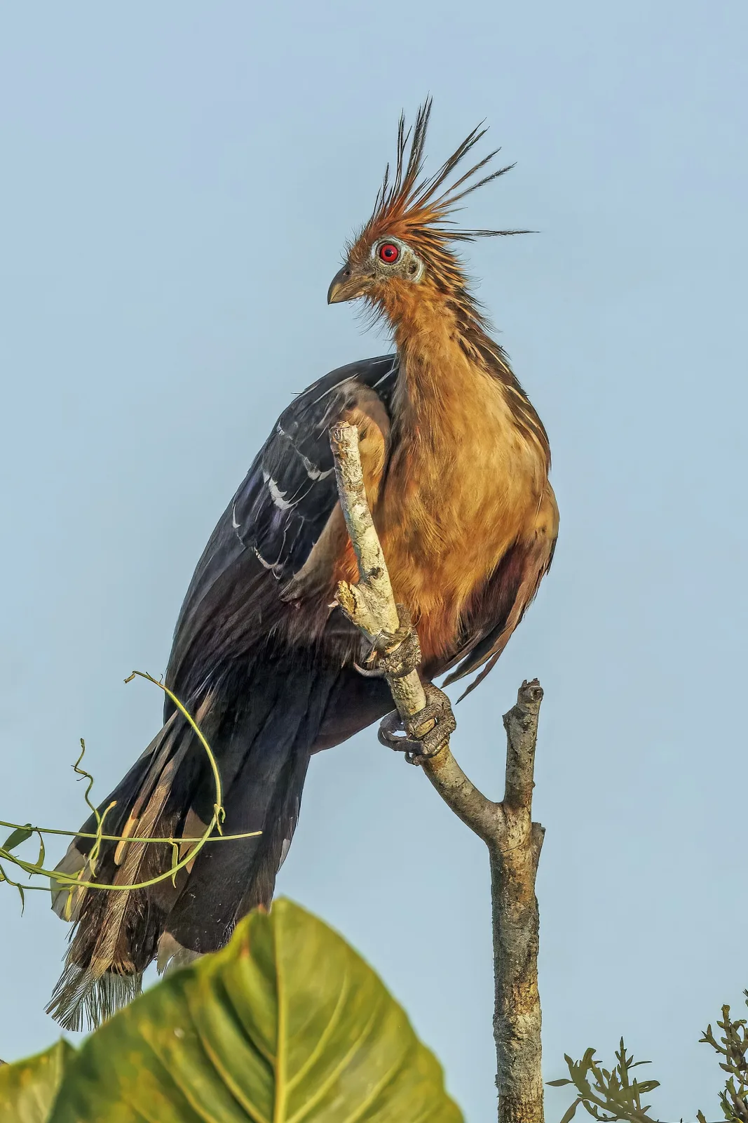 Hoatzin, the national bird