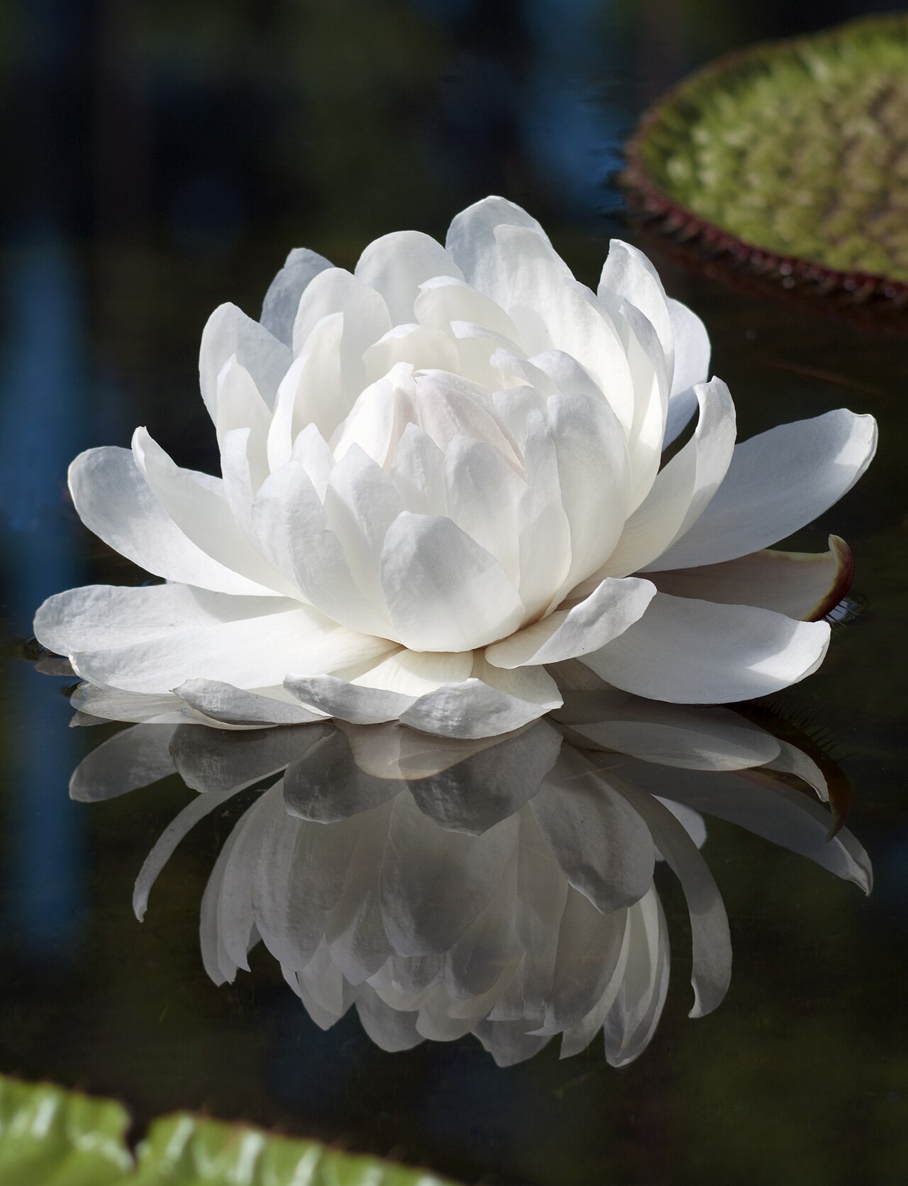 Victoria amazonica flower