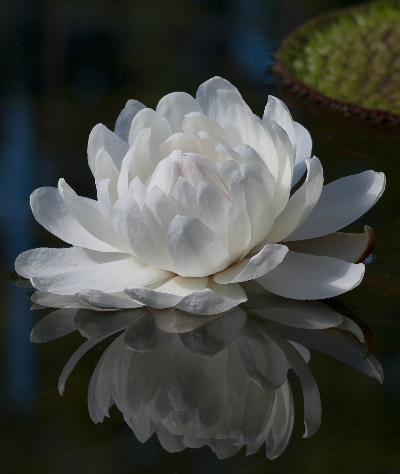 Victoria amazonica in bloom