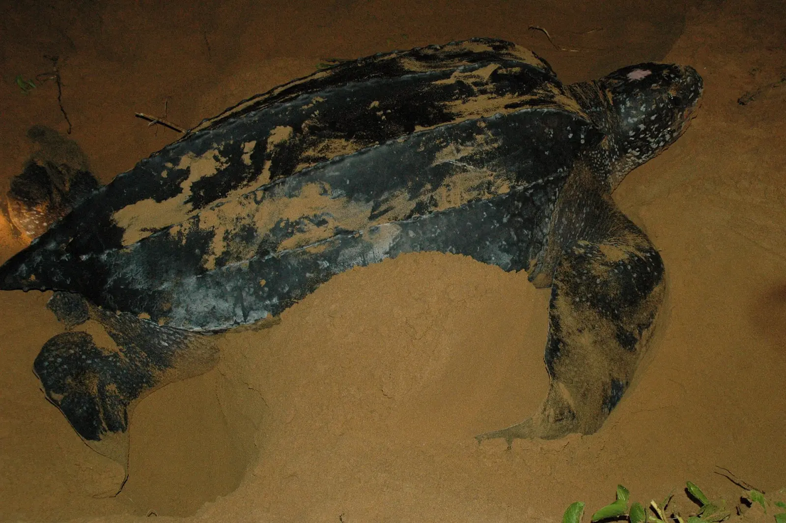 Leatherback turtle nesting
