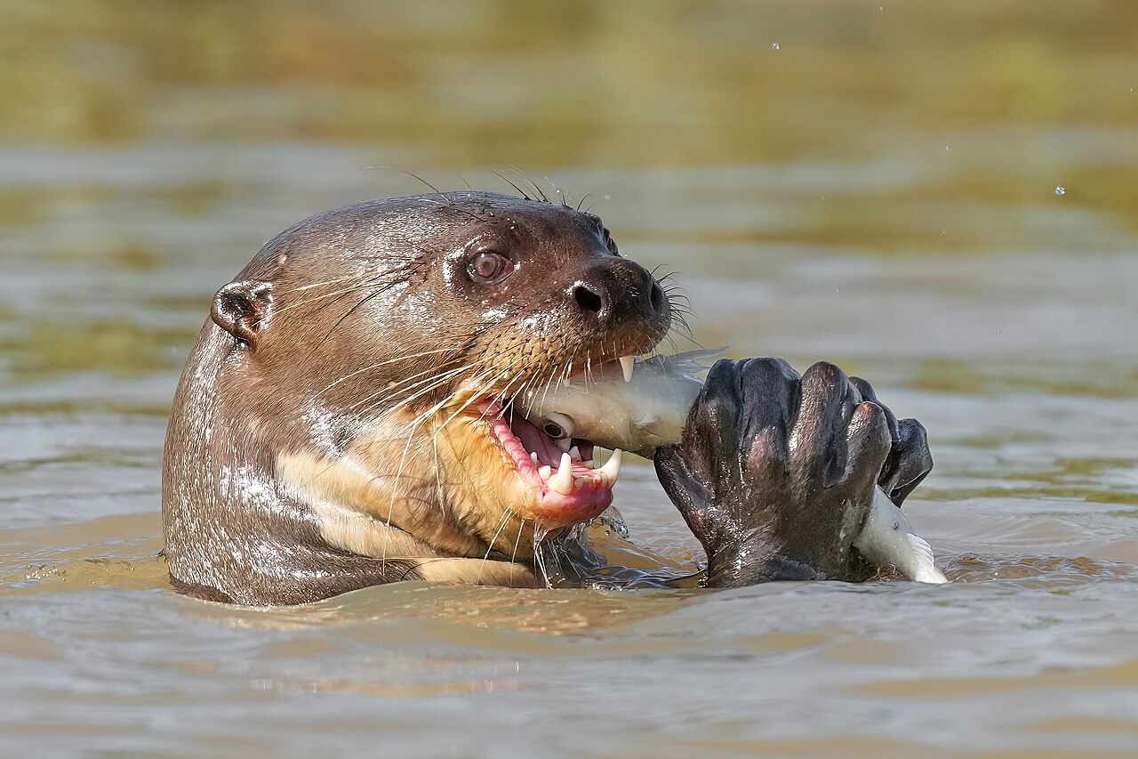 Giant otter