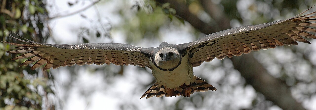 Harpy eagle