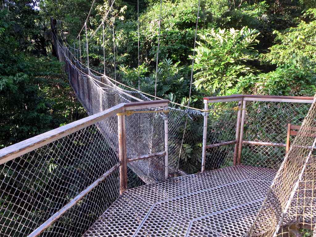 Iwokrama canopy walkway